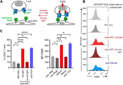 Opto-APC: Engineering of cells that display phytochrome B on their surface for optogenetic studies of cell-cell interactions